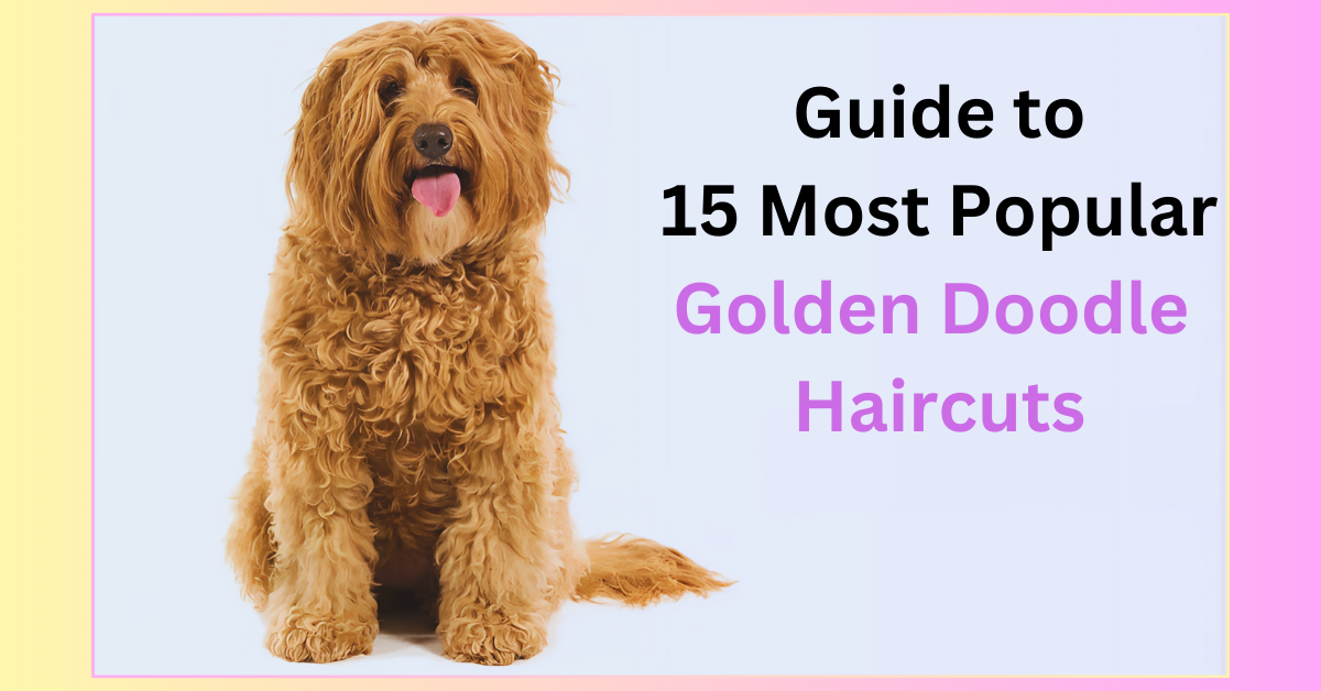 Golden Doodle Haircuts