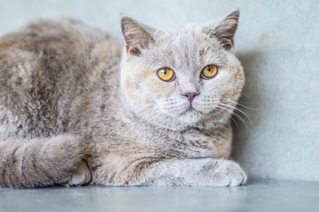  Colorpoint Shorthair Cat 