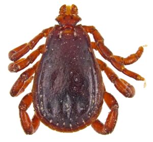 Brown Dog Ticks: Identification, Risks, and Home Infestations