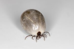 Engorged Tick on a Dog: How to Identify, Remove, and Prevent It