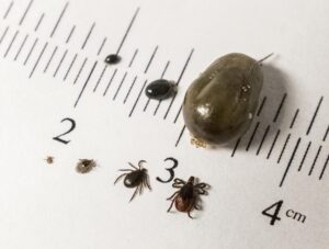 How Big Are Ticks?