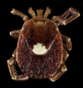 Lone Star Ticks