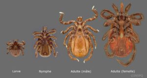 Tick Life Cycle