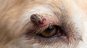 Tick on Dog’s Eyelid: What to Do Safely—and When to See a Veterinarian