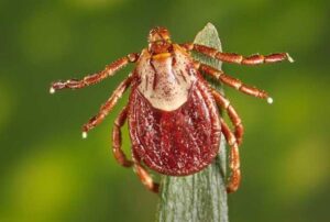 American dog tick with pale markings on its reddish-brown back.